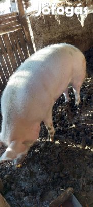 Koca eladó 300 kg körül,-Nyírderzsben-