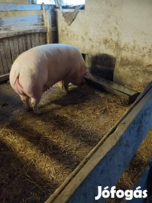 Koca eladó vágásra