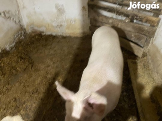 Koca eladó vágásra vagy tovább tartásra 