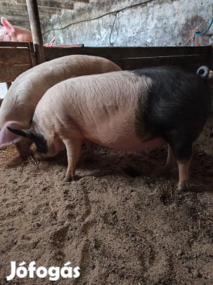 Koca elohasi több db Pápán