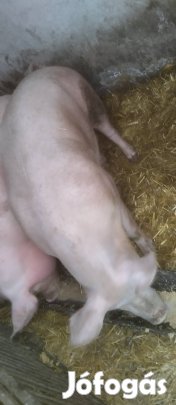 Kocának való hízó eladó