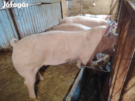 Kocának való hízók