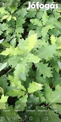 Kocsányos tölgy csemete