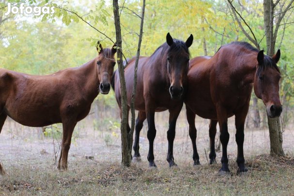 Kocsi Ló eládo (Kanca)