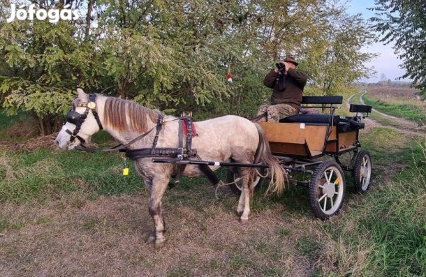 Kocsis póni eladó