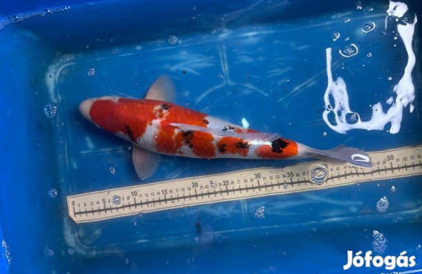 Koi ponty Szegedről