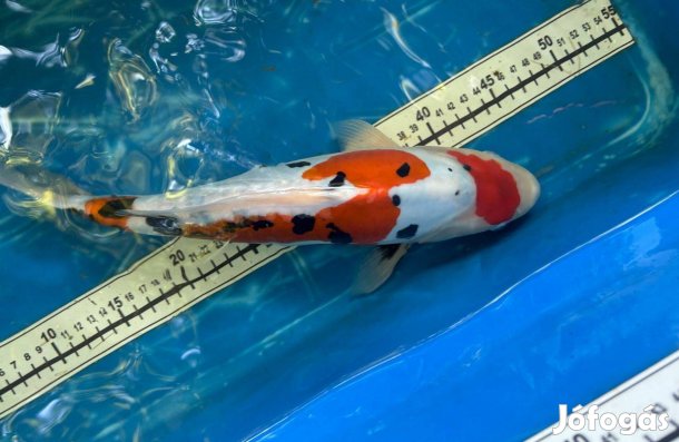 Koi ponty Szegedről