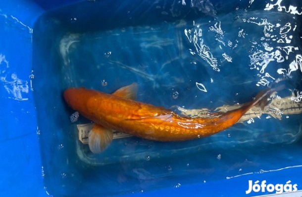 Koi ponty Szegedről