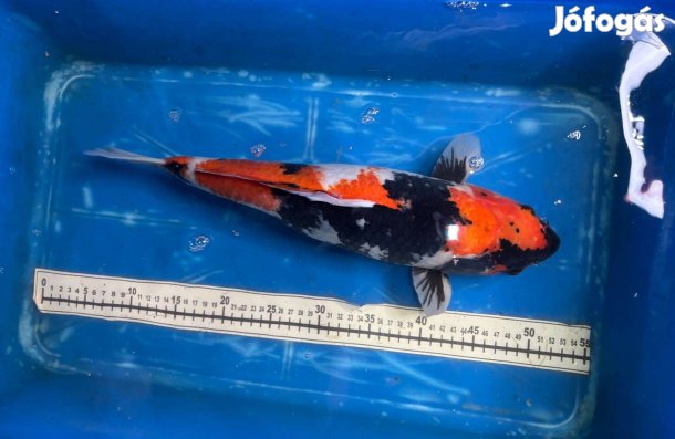 Koi ponty Szegedről