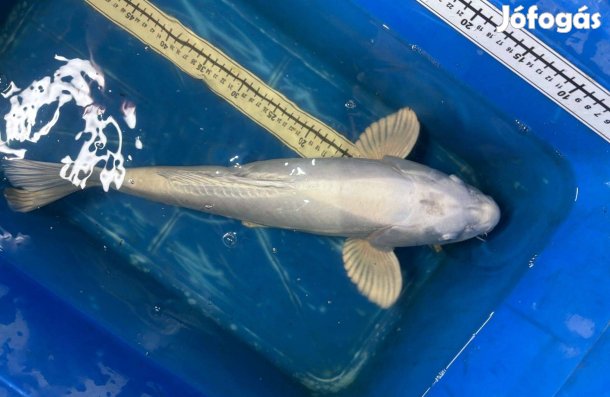 Koi ponty Szegedről