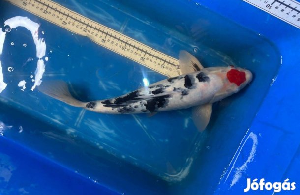 Koi ponty Szegedről