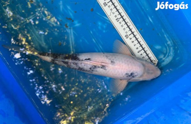 Koi ponty Szegedről