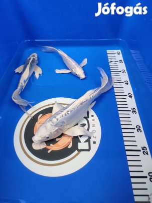 Koi ponty - aranyhal - compó - tokhal - shubunkin - haltáp - növény