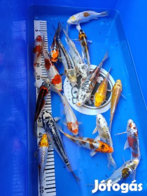 Koi ponty - aranyhal - compó - tokhal - shubunkin - haltáp - növény