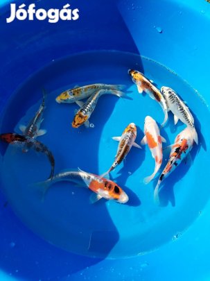 Koi ponty, tokhal, aranyhal, albínó harcsa, pisztráng