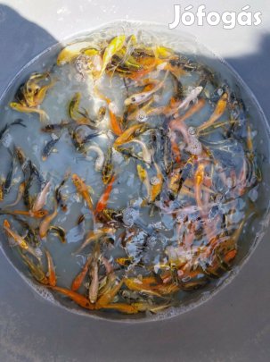 Koi ponty aranyhal tavi halak eladók!