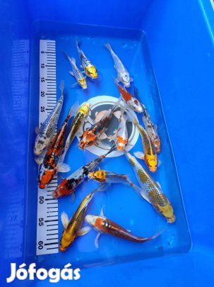 Koi pontyok,aranyhalak,,tokhalak,compók, haltápok, vízkezelő szerek!