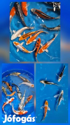 Koi pontyok és tavi növények