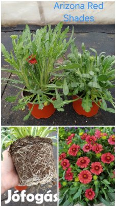 Kokárdavirág Galliardia cserépben eladók 