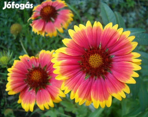 Kokárdavirág (Gaillardia Aristata Arisona Sun) 70 db mag + 10% bonus