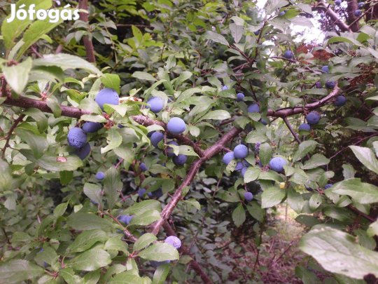 Kökény , bodza, galagonya, és csipkebogyó eladó