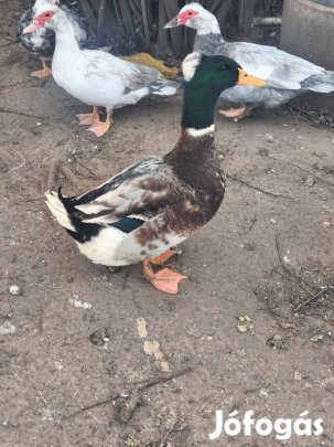 Kokin kakas és magyar őshonos