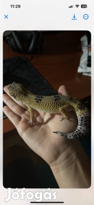 Költözne 5 éves leopárd gekkóm