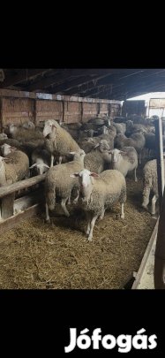 Költözne 80db jerke Bárány 13-14 hónaposak áruk 105ezer Csengersima