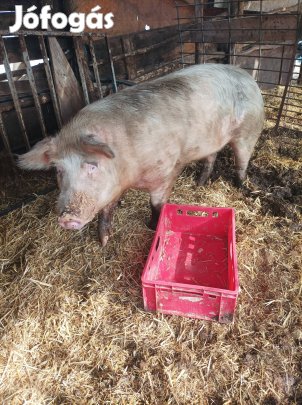 Költözne eggy aktív kan!