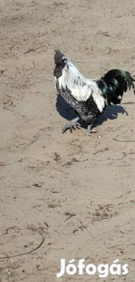 Költözne kettő kakas