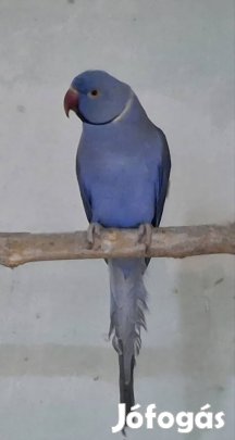 Költöznének kissándor papagájok