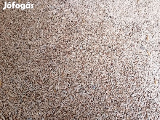 Kombájntiszta, gyommag mentes rozs