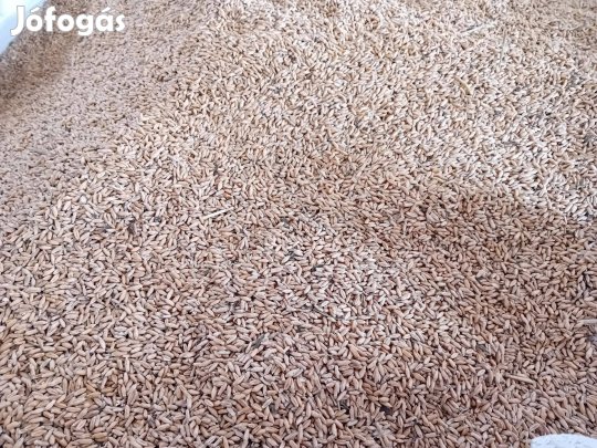 Kombájntiszta, gyommag mentes tritikálé