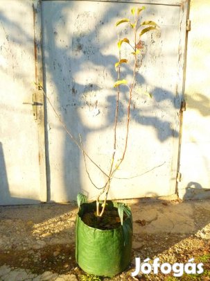 Kombi /duó Batul almafa / alma oltvány