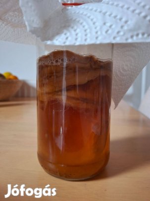 Kombucha elvihető ingyen