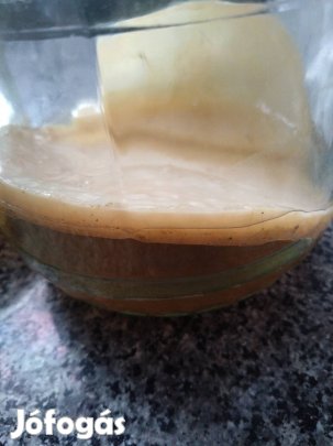 Kombucha gomba, inditó folyadékkal 