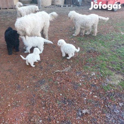Komondor fajtatiszta jellegű kiskutyák ingyen elvihetőek