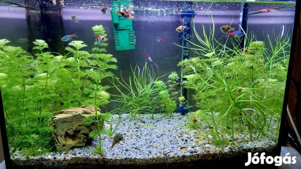 Komplett akvárium eladó!