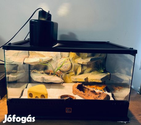 Komplett leopárdgekkó terrárium szett 3 nőstény gekkóval