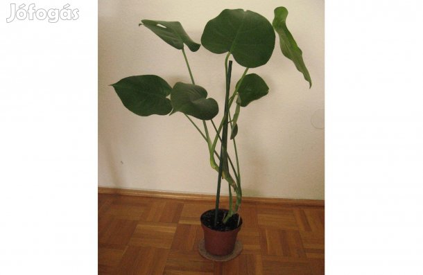 Könnyező Pálma 2 db 70 cm magas, eladó