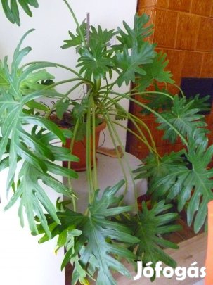 Könnyezőpálma / Filodendron