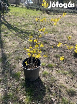 Konténeres Aranyeső