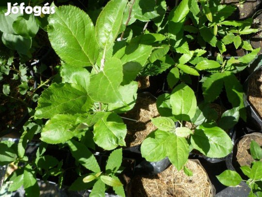 Konténeres Fontos alma oltványok