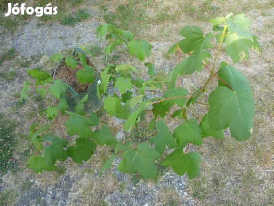 Konténeres Hegyi juhar növendék