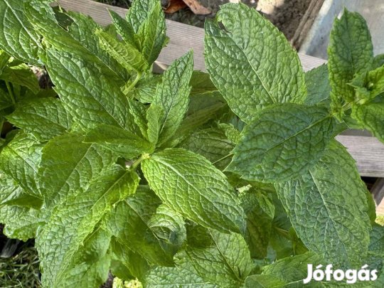 Konténeres borsmenta - Mentha x piperita - bors menta fűszernövény