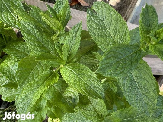 Konténeres borsmenta - Mentha x piperita - bors menta fűszernövény