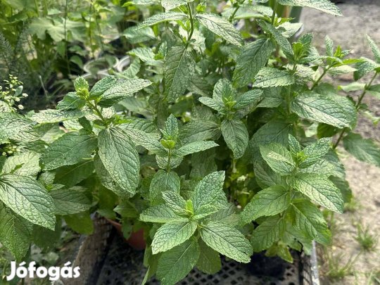 Konténeres borsmenta - Mentha x piperita - bors menta fűszernövény