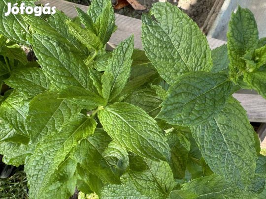 Konténeres borsmenta - Mentha x piperita - bors menta fűszernövény