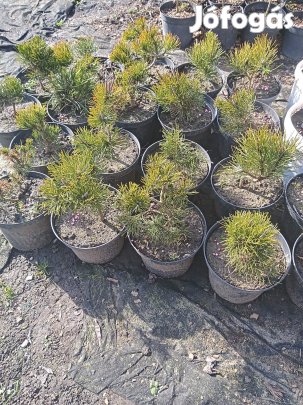 Konténeres fenyő csemeték, közvetlenül a termelőtől! Jászjákóhalma!!!!