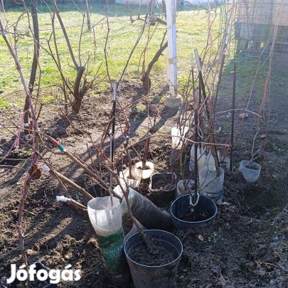 Konténeres gyökeres csemegszőlő dugványok